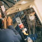 Soi Dog Foundation is looking for flight volunteers | Thaiger