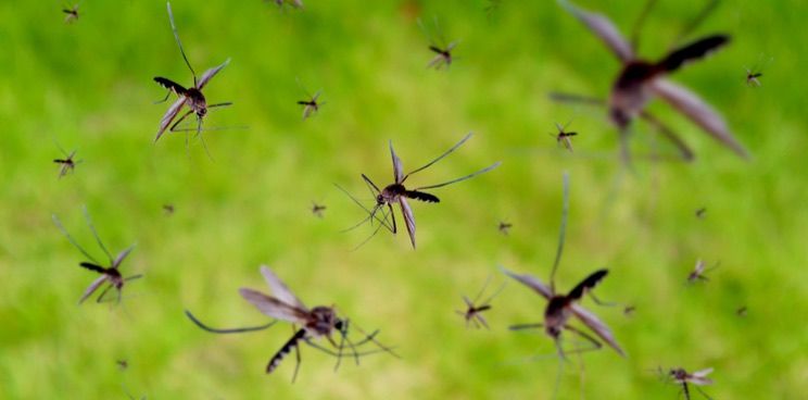 Cambodia suffers acute Chikungunya outbreak