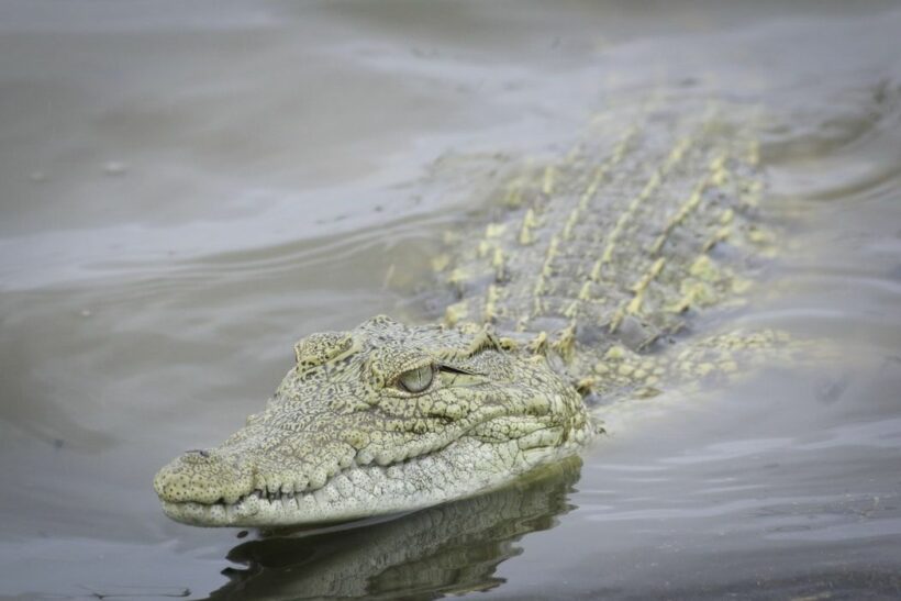 Potential floods in the forecast, crocodile farmers prepare