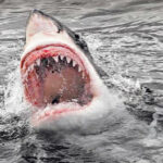 Aussie hailed as hero after fighting off shark to save wife | Thaiger