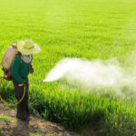 Thailand&#8217;s ban on hazardous farming chemicals to remain in place | Thaiger