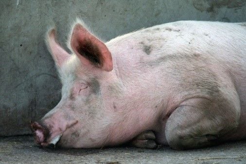 Northern Thailand pigs on lockdown after virus outbreak