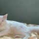 Russian in Pattaya offers 100,000 baht reward for missing cat | The Thaiger