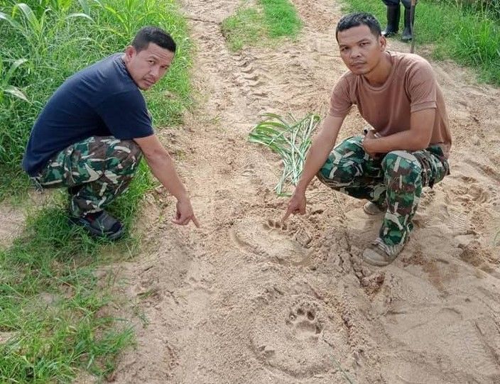Hunt for wild tiger sighted at maize plantation in northern Thailand | News by Thaiger