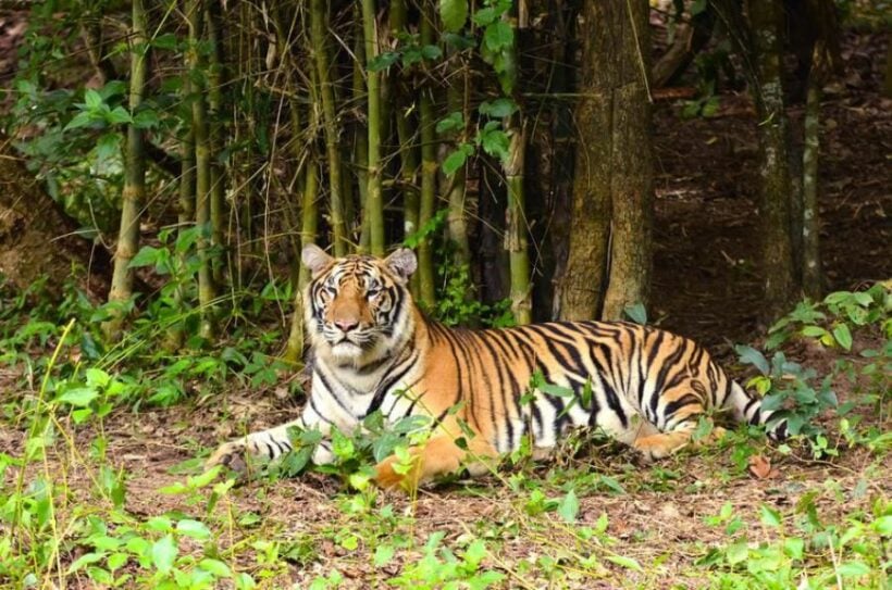 Hunt for wild tiger sighted at maize plantation in northern Thailand