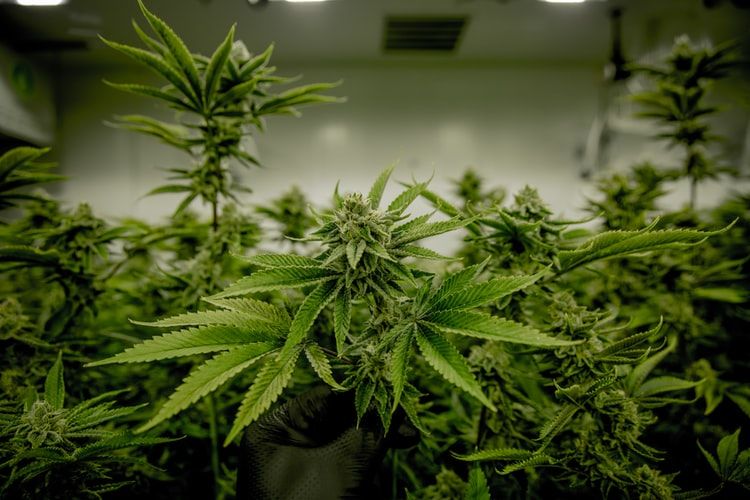 Home-grown cannabis bill ready for parliament review