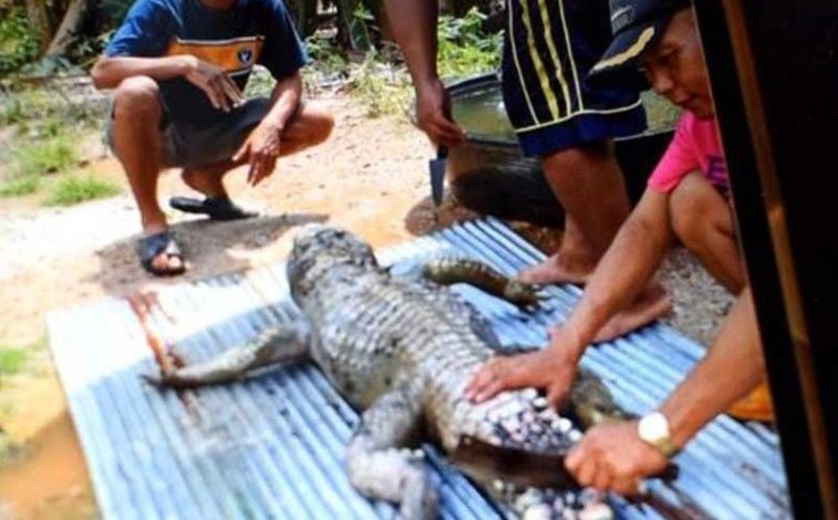 Crocodile attacks man, locals eat the reptile for ‘revenge’