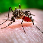 Dengue fever cases in Thailand nearly double in past month | Thaiger