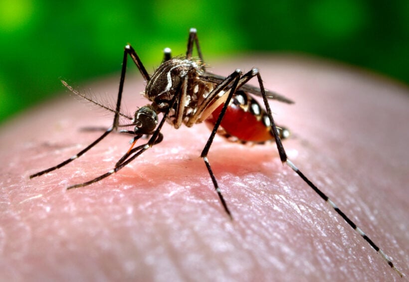 Dengue fever cases in Thailand nearly double in past month