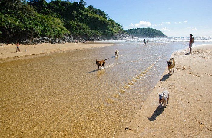 Phuket beach to ban pet dogs, but strays are okay