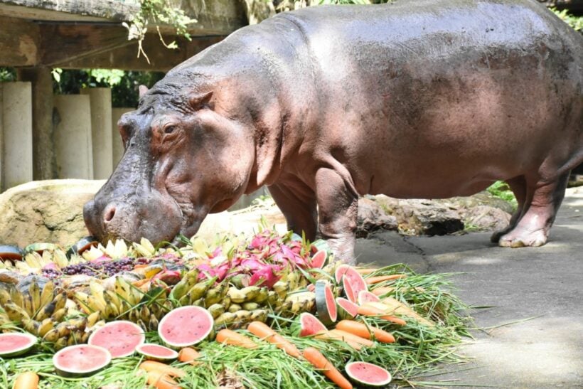 Thailand’s oldest hippo turns 55 – VIDEO