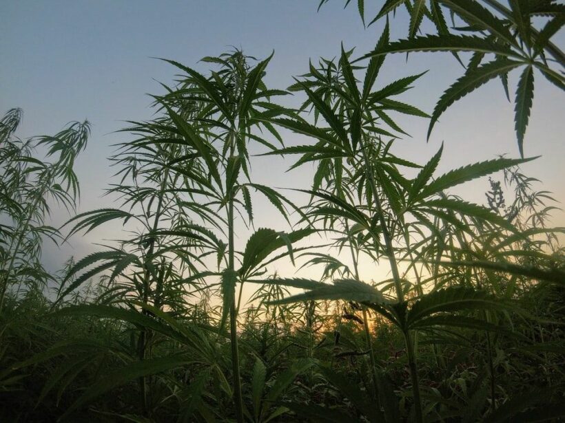 Buri Ram province chosen as first site for medical marijuana harvesting