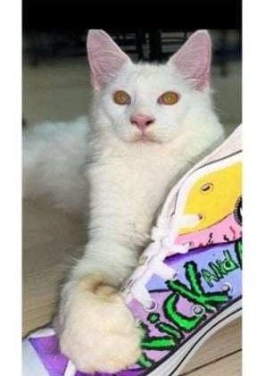 Russian in Pattaya offers 100,000 THB reward for missing cat | The Thaiger Russian in Pattaya offers 100,000 THB reward for missing cat | The Thaiger