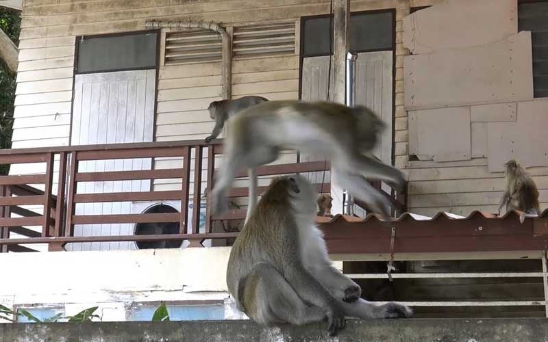 Monkeys take over Songkhla home while family away for holiday