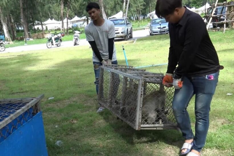 Monkeys castrated after causing chaos in Songkhla