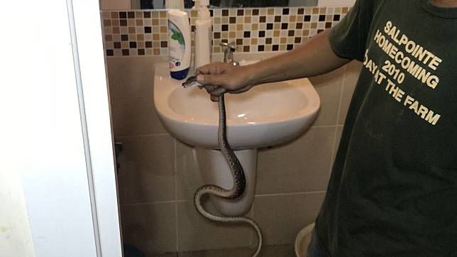 Snake bites teenager using the toilet