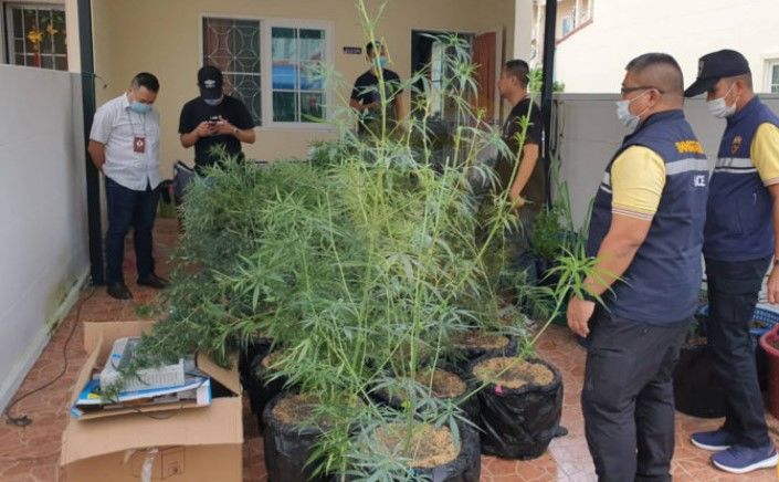 Man arrested for growing 108 cannabis plants in Samut Prakan