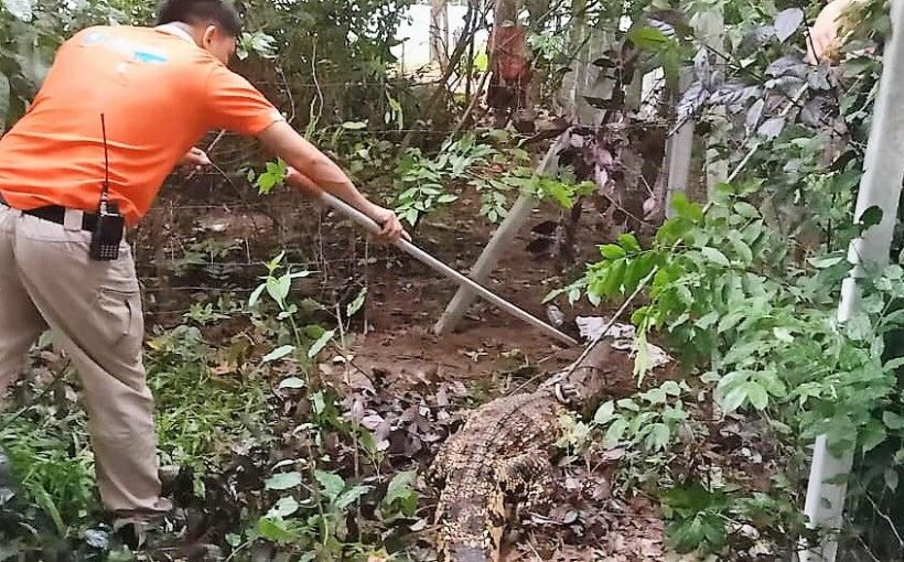 Lucky escape for chickens in Udon Thani as crocodile caught trying to enter coop