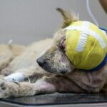 Phuket church group come to the rescue of suffering soi dog | Thaiger