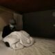 Bangkok hostels offer free beds to struggling protesters | The Thaiger