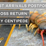 Thailand News Today | Tourist arrivals postponed, Will Boss return?, deadly centipede | October 8 | Thaiger
