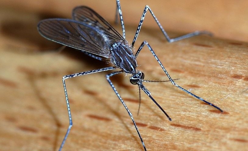 Lockdown may contribute to Thailand’s rise in dengue fever cases, study suggests