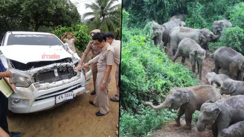 Pickup truck crashes into elephant as herd runs across Chon Buri road