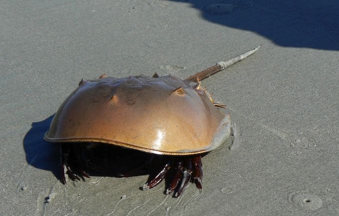 Phuket woman dies shortly after eating mangrove horseshoe crab