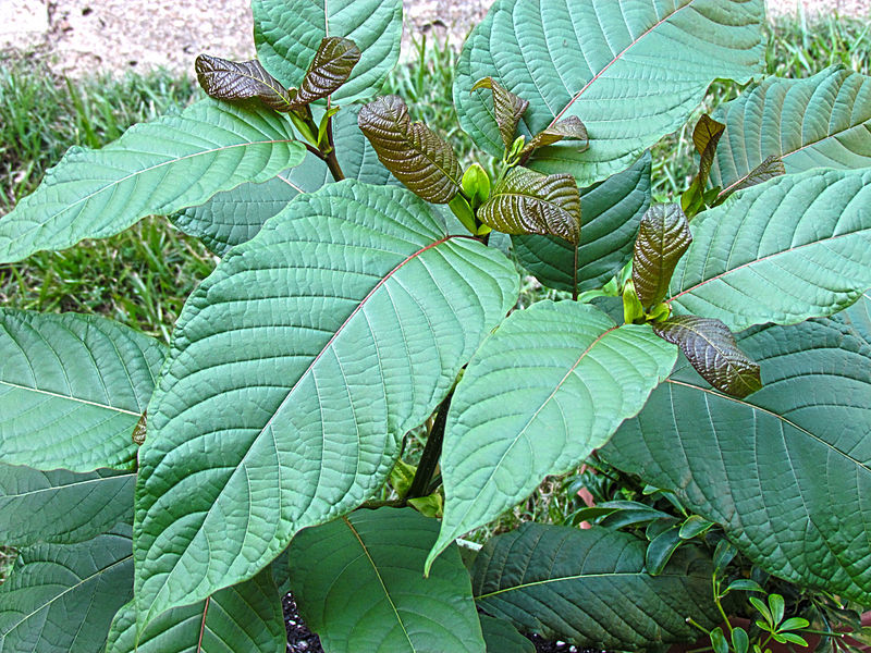 Kratom legalised, over 8,000 people will have charges cleared