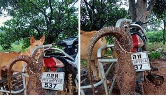 Man arrested for allegedly driving with monitor lizards tied to his motorbike