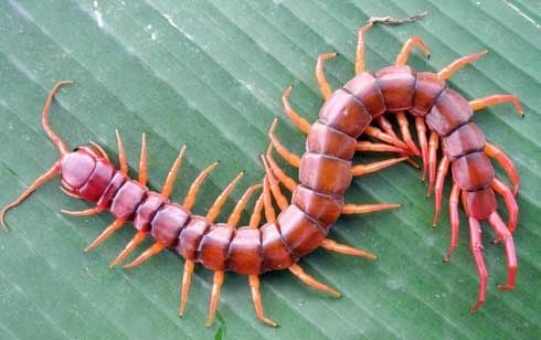 Former Muay Thai champion dies after poisonous centipede bite | News by The Thaiger