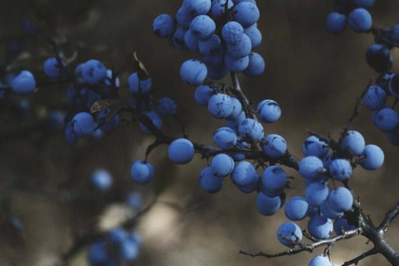 Thai berry-pickers from Sweden and Finland return home after salary windfall