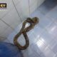 Samut Prakan woman bitten by snake while using the toilet | The Thaiger
