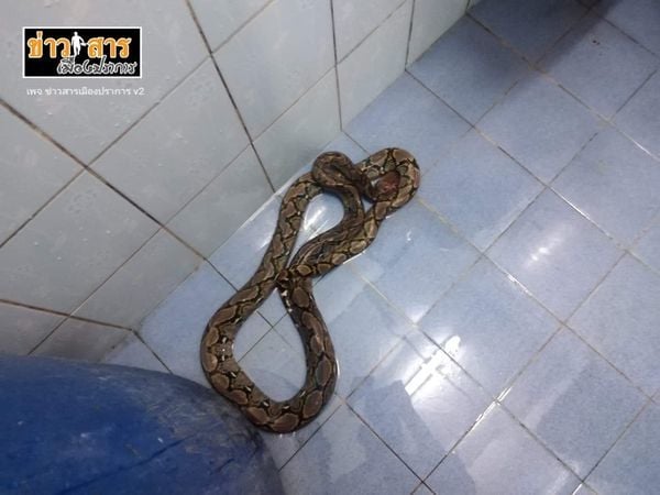 Samut Prakan woman bitten by snake while using the toilet