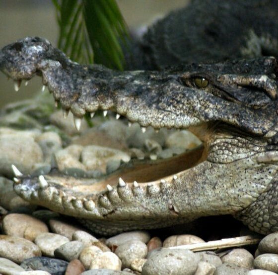 Crocodile farms in Krabi checked after wandering croc captured | The ...