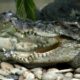 Thai man in Surin greeted by crocodile in his toilet | The Thaiger