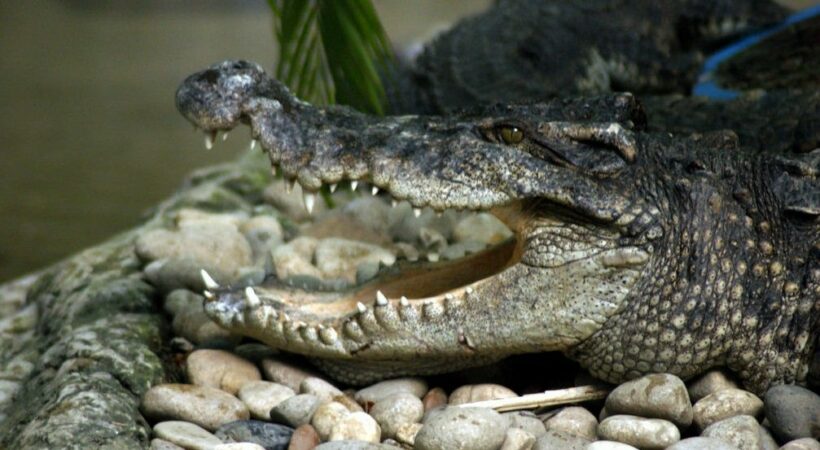 Thai man in Surin greeted by crocodile in his toilet | The Thaiger