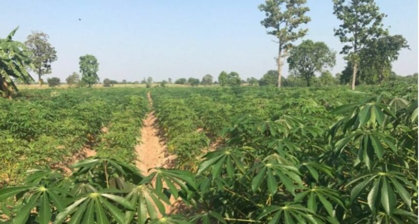 Human skeleton found in a cassava field in Muang district