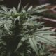 Cannabis with very low THC content to be allowed in cosmetics and herbal products | The Thaiger