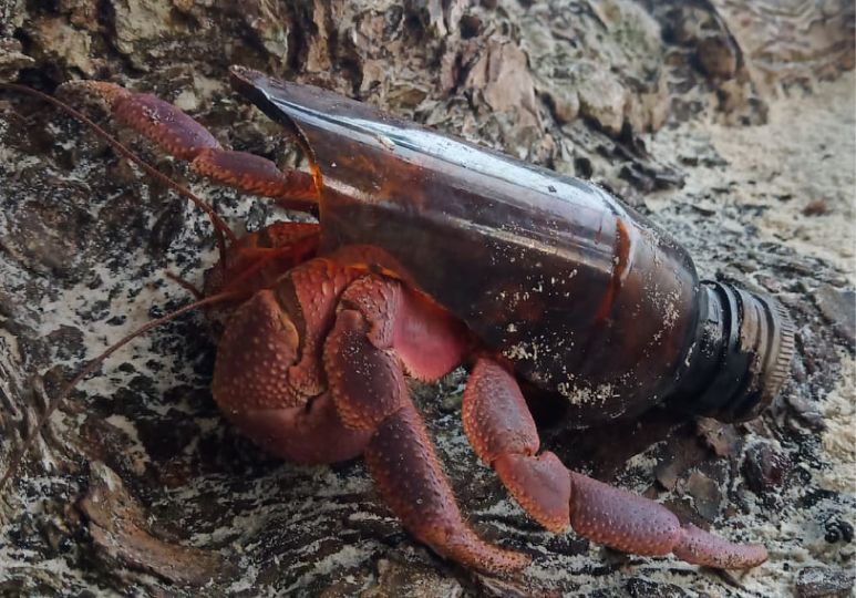 Homeless hermit crabs in Koh Lanta need seashell donations