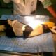 Protected hornbill dies from gunshot wound, 2 suspects in police custody | The Thaiger