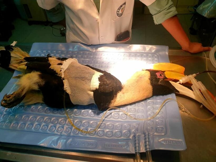 Protected hornbill dies from gunshot wound, 2 suspects in police custody