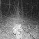 Rare sighting of an endangered clouded leopard at Isaan mountain range | The Thaiger