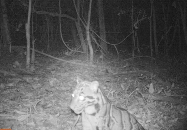 Rare sighting of an endangered clouded leopard at Isaan mountain range