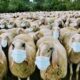 From plandemics to sheeple – making sense of the Covid conspiracy-speak | The Thaiger