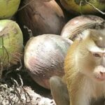 US grocers cut ties with Thai coconut milk company after PETA reveals monkey labour | Thaiger