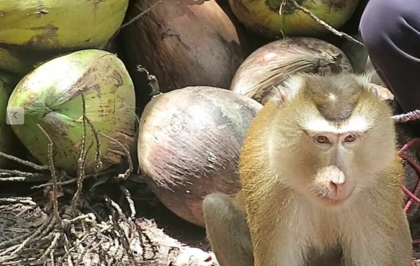 US grocers cut ties with Thai coconut milk company after PETA reveals monkey labour