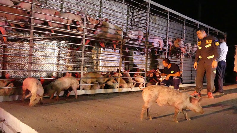 Hundreds of pigs killed in truck accident after driver allegedly fell asleep