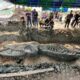 Whale skeleton around 3,000-5,000 years old found in Samut Sakhon | The Thaiger