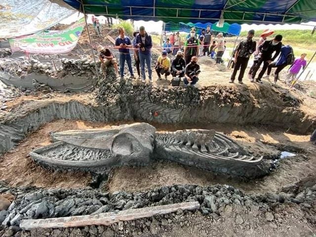 Whale skeleton around 3,000-5,000 years old found in Samut Sakhon | The Thaiger